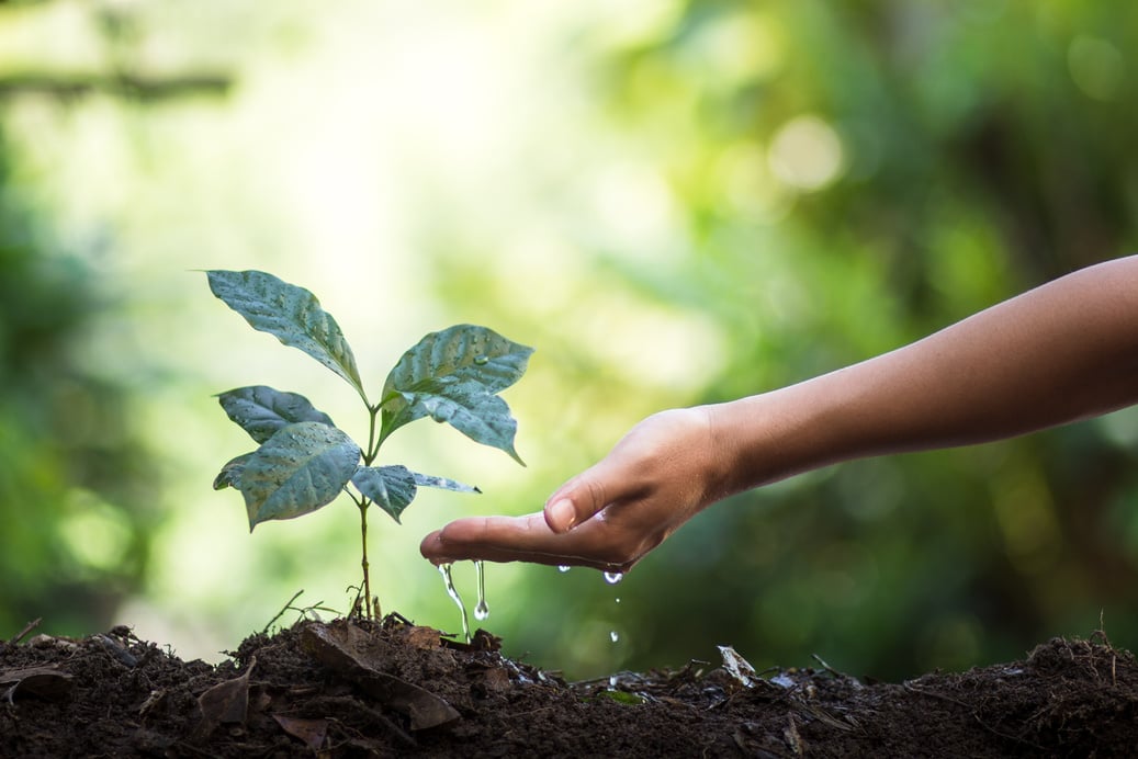 plant a tree natural background Plant Coffee seedlings in nature green fresh